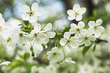 Cherry tree flowers