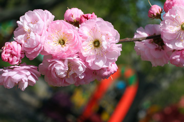 Flowering branch of roses. Spring time