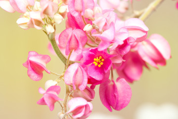 Fototapeta na wymiar Pink Confederate vine blooming , Mexican Creeper