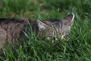 cat on the grass 
