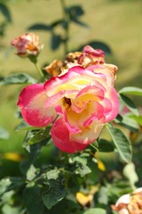 Beautiful roses in the nature