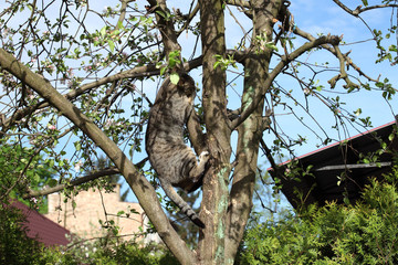 cat on the tree 