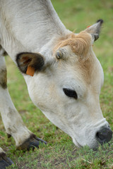 Bovini di allevamento