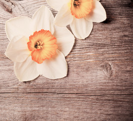 spring flowers on wooden background