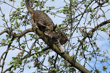 cat on the tree 