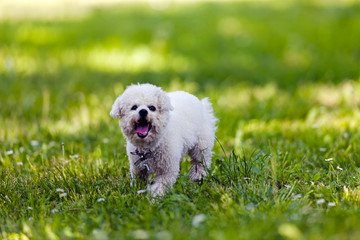 bichon in the park