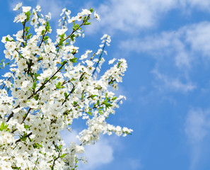 Cherry blossoms and blue sky