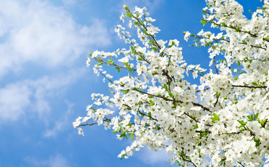 Naklejka premium Cherry blossoms and blue sky