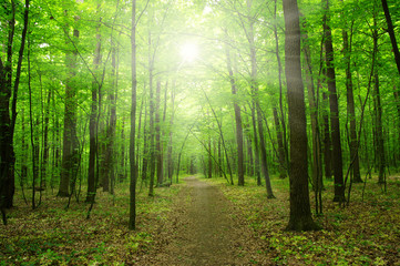  sunlight forest