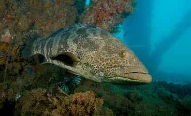 Naklejka na ściany i meble A large grouper under the Navy pier in Exmouth, Western Australia