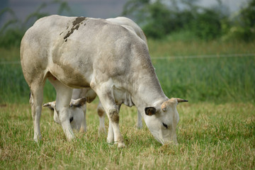 Bovini di allevamento