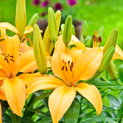 Obraz premium Yellow lily flowers outside in the garden.