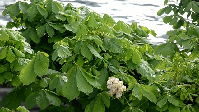 Fruehling