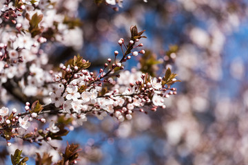 Plum Tree Flowers Blooming In Spring