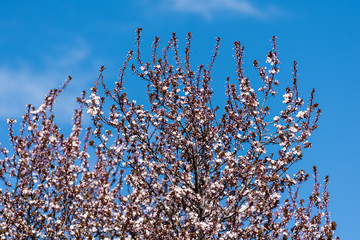 Plum Tree Flowers Blooming In Spring