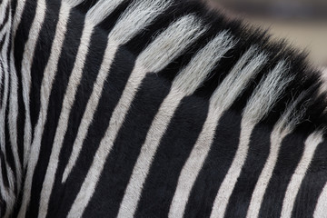 Steppenzebra Streifendetails