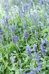 Purple salvia flowers at the nature