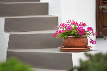 Flower in the pot on the staircase on Santorini island, Greece