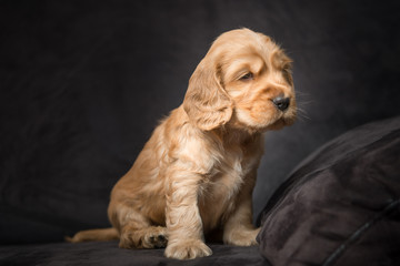 Cocker Spaniel Puppy