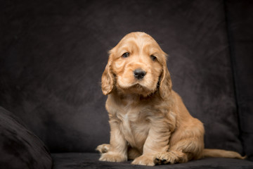 Cocker Spaniel Puppy