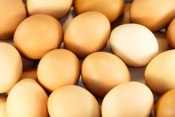 eggs