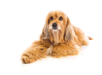 Obraz premium Dog sitting on the floor