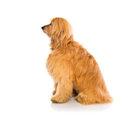 Dog in lateral pose