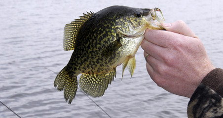 Fisherman with a caught Crappie