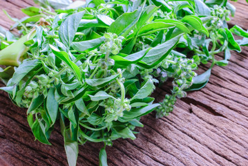 Close up Sweet basil