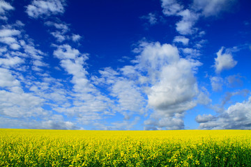 Rapsfeld, Himmel und Wolken