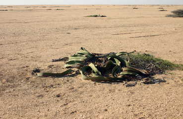 Angola landscapes