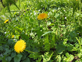 Sunny meadow with yellow dandelions