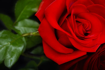 Fototapeta premium Red Rose and Black Background