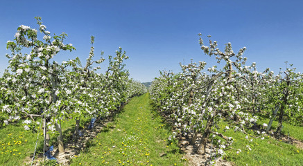 Fototapeta na wymiar Apfelplantage in voller Bluete