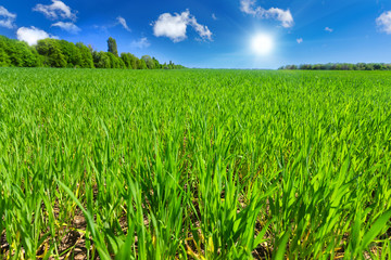 Obraz premium Wheat field