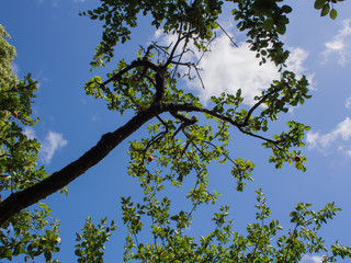 Apfelbaum im Gegenlicht