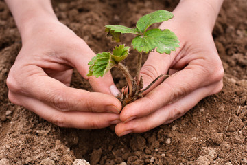 planting strawberry seedling