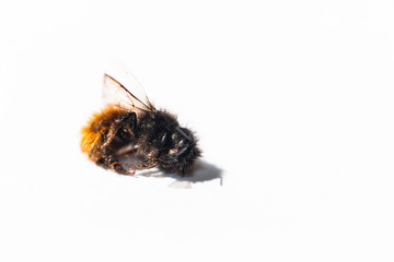 small dead bee on a white background  close-up