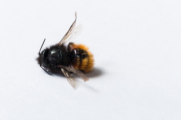 small dead bee on a white background  close-up