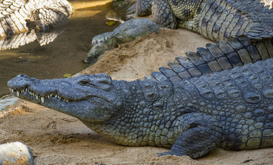 Alligator near water