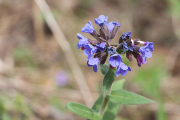 Blue flowers of a lungwort in the wood in the spring