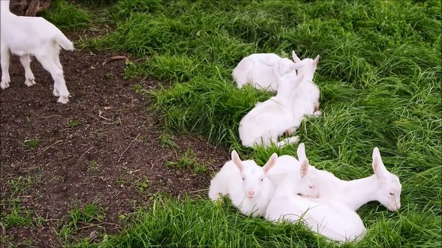 Ziegenkinder