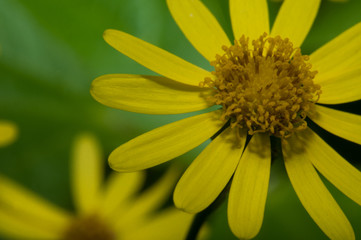 Markoaufnahme einer Wiesenblume