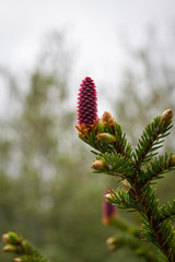 Bl&uuml;hende Tannenzapfen / Zapfen