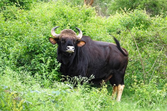 A wild gaur