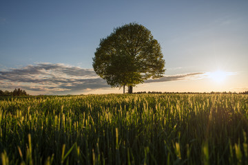 Sonnenuntergang hinter Baum mittig 