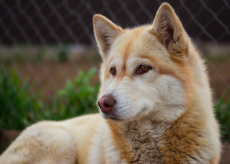 Рыжая хаски