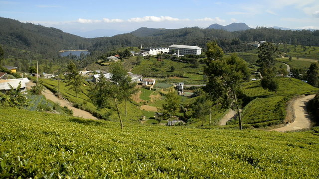 tea factory & plantation in the hill country by the Nuwara Eliya, Sri Lanka