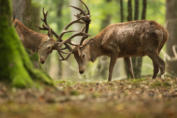 cerf combat cervidé brame bois choque