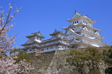 Himeji Castle and cherry blossom